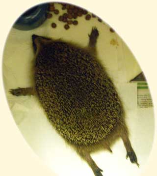 Ignatz in Bettvorleger-Pose