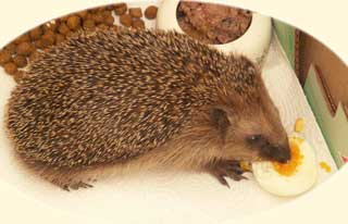 Ignatz der Igel futtert laut Schmatzend ein Ei