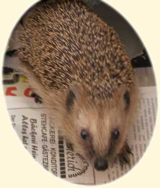 Ignatz der Igel schnuppert