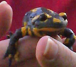 Feuersalamander