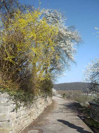 Frühlingsblüten am Bergweg