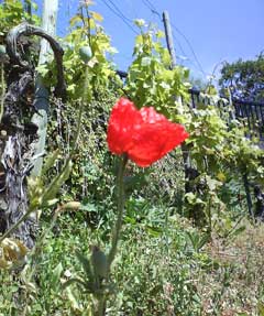 Mohnblume auf dem Weinberg