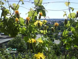 Wildblumen auf dem Weinberg