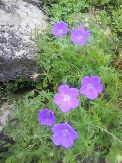 Wildblumen auf dem Weinberg