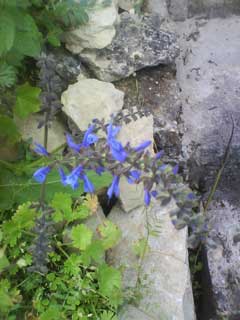 Wildblumen auf dem Weinberg