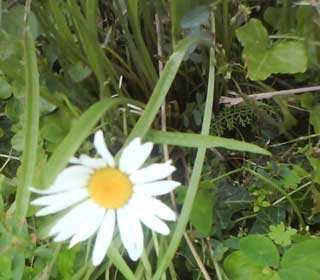 Wildblumen auf dem Weinberg