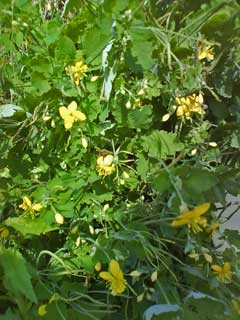 Wildblumen auf dem Weinberg