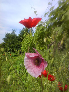 Wildblumen auf dem Weinberg