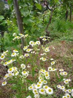 Wildblumen auf dem Weinberg