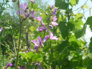 Wildblumen auf dem Weinberg