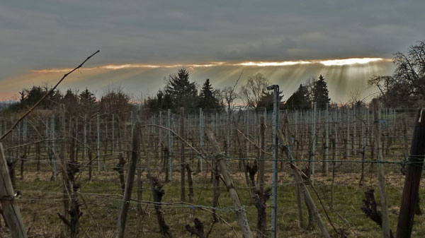 Abendsonne am Weinberg