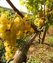 Reife Rieslingtrauben Reife Rieslingtrauben