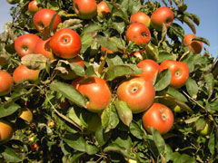Reife Äpfel im Herbst Reife Äpfel