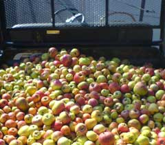 Ein ganzer Wagen voller Äpfel
